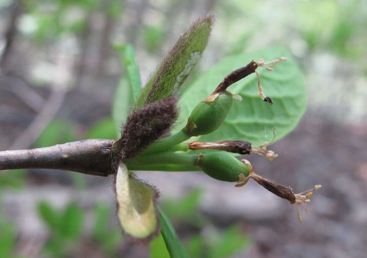 Dirca palustre 2