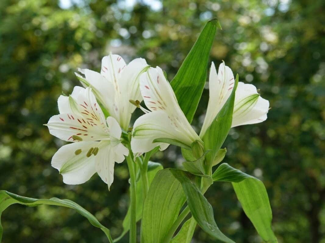Alstroemeria aurea 17