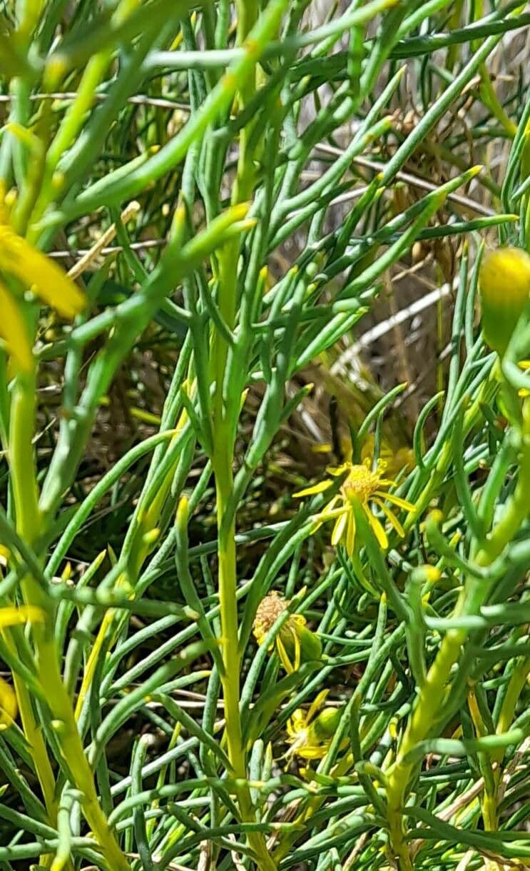 Senecione 9