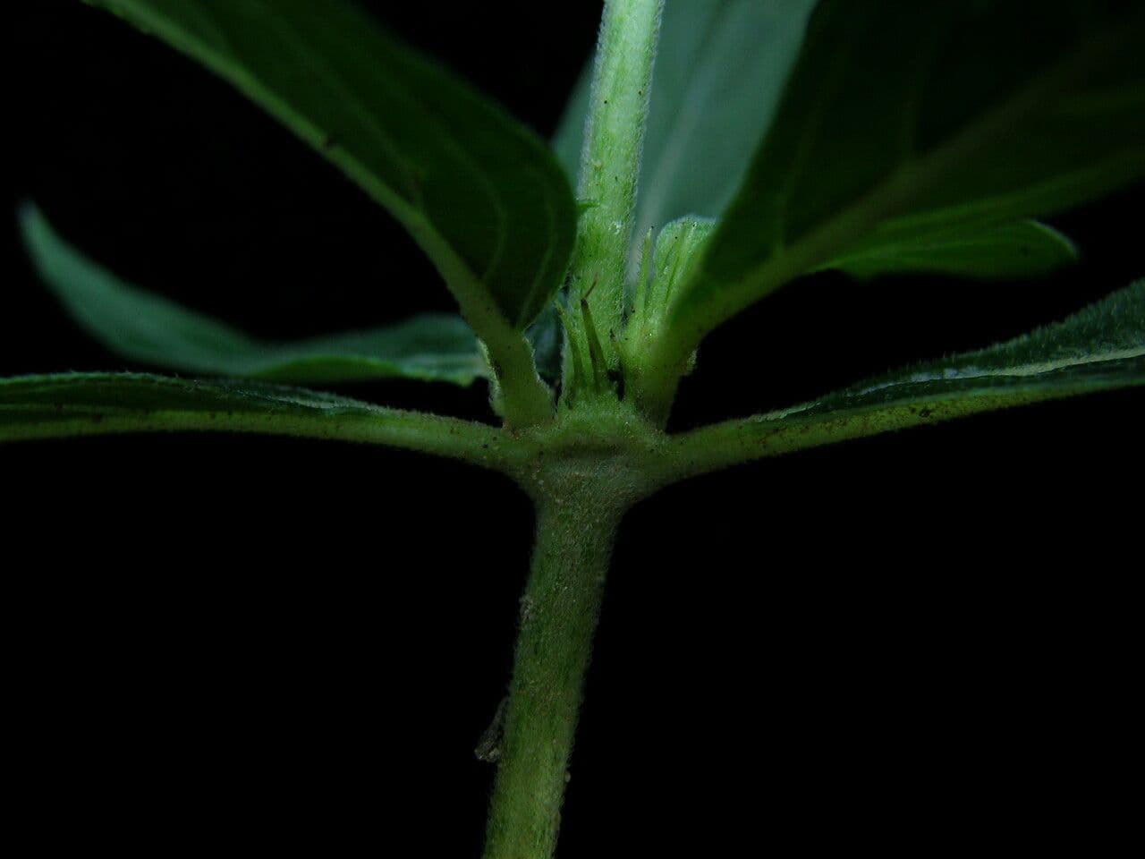 Knoxia 8