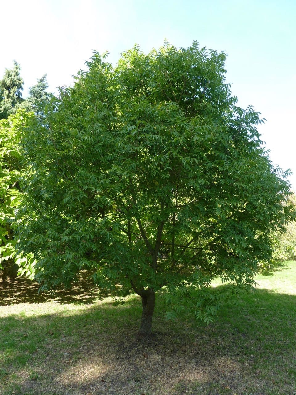 Pistacchio cinese 10