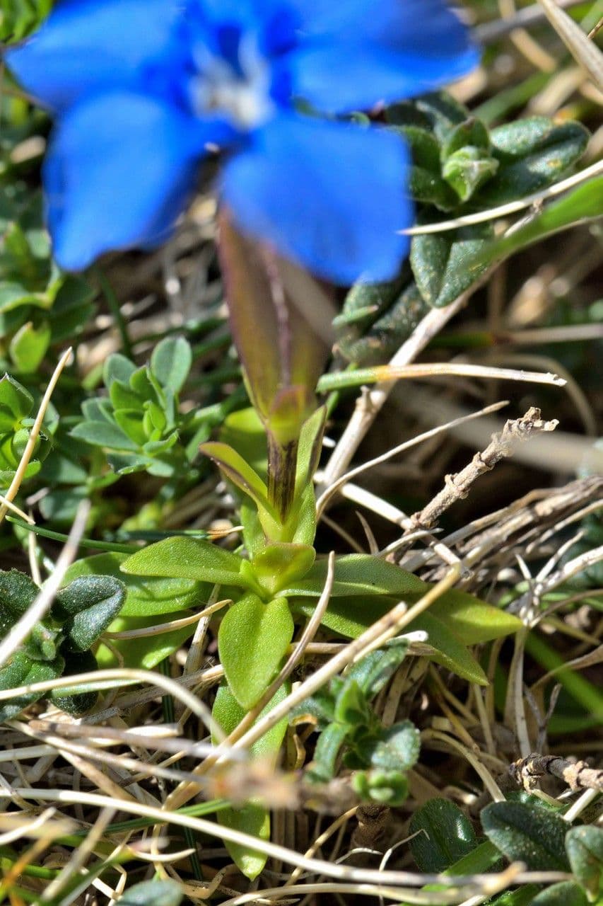 Genziana minore 9