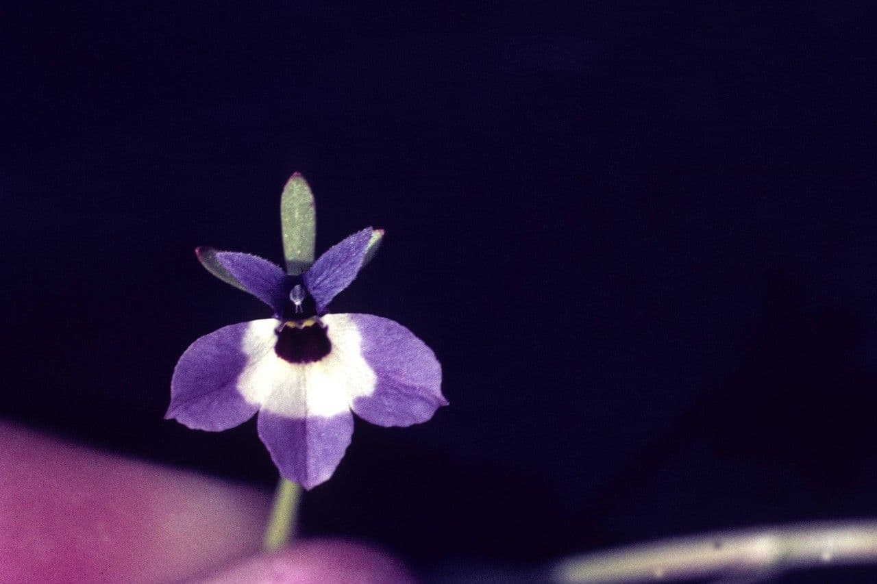 Downingia concolor