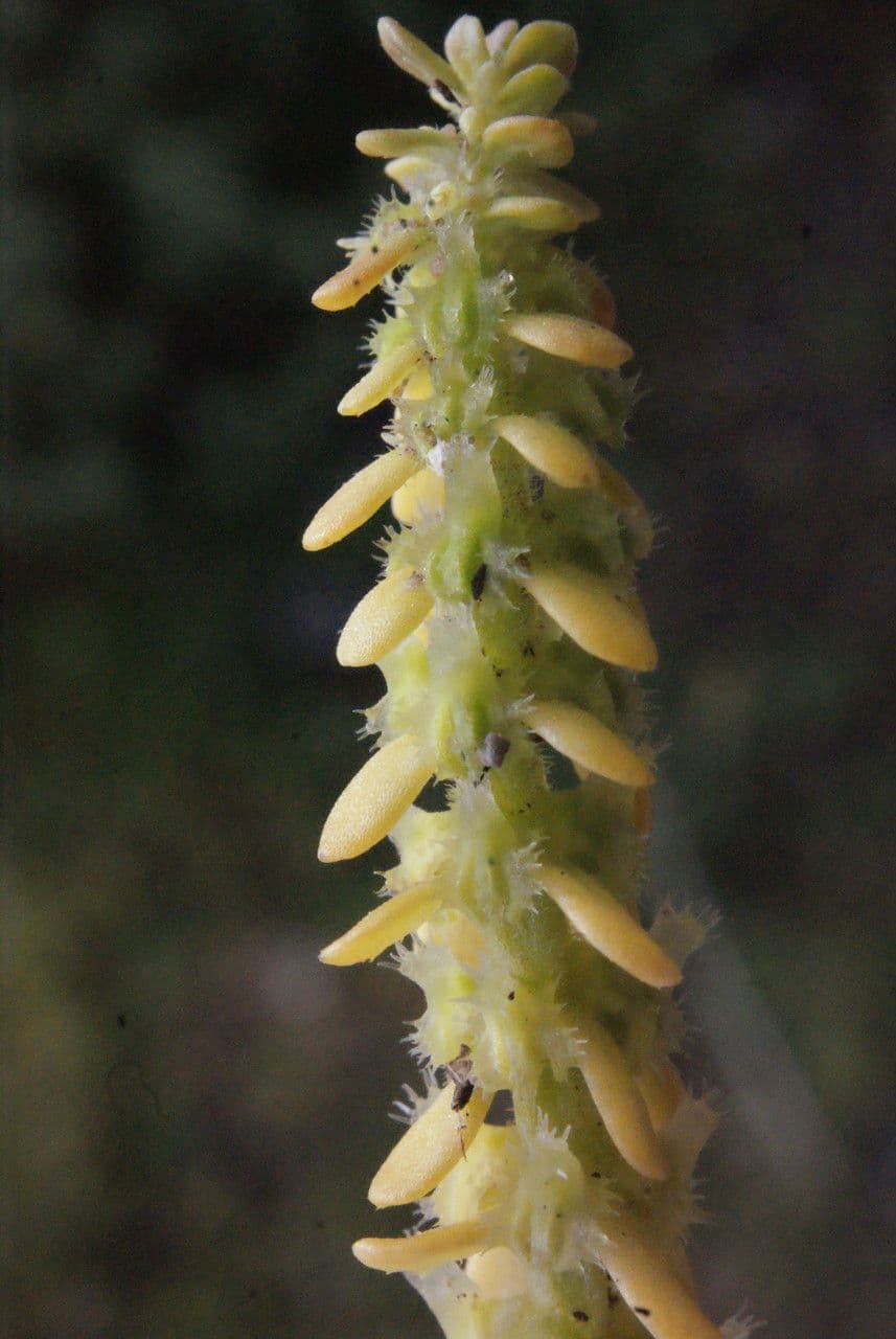 Valantia hispida 5