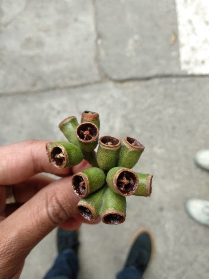 Robust-Eukalyptus
