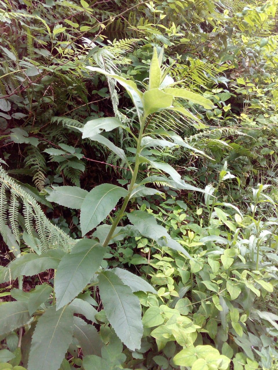 Bayonner Greiskraut 17