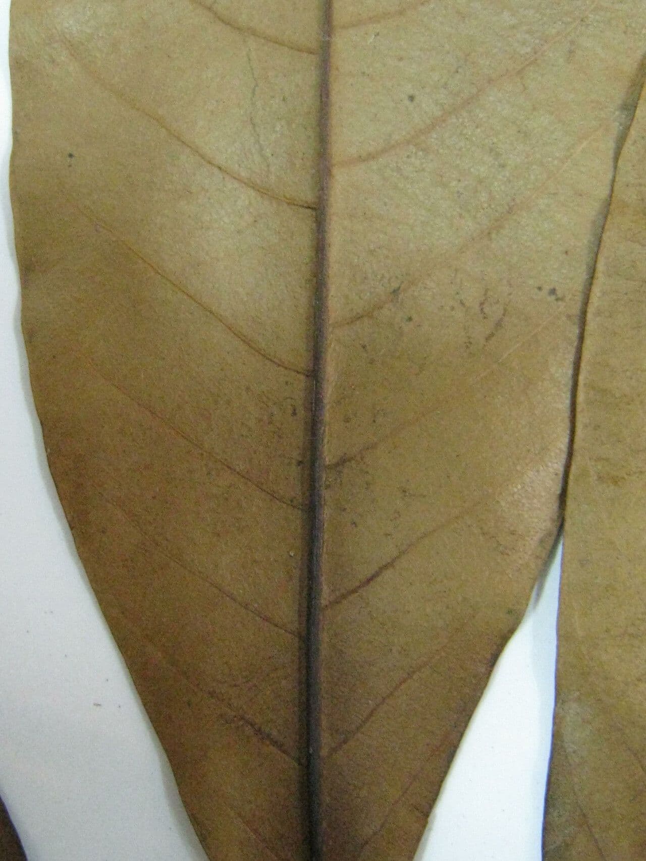 Pradosia