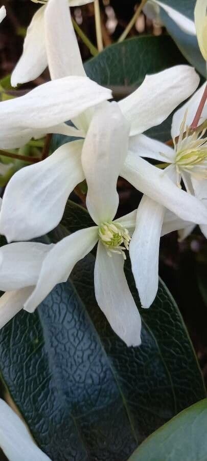 Clematis di Armand 6