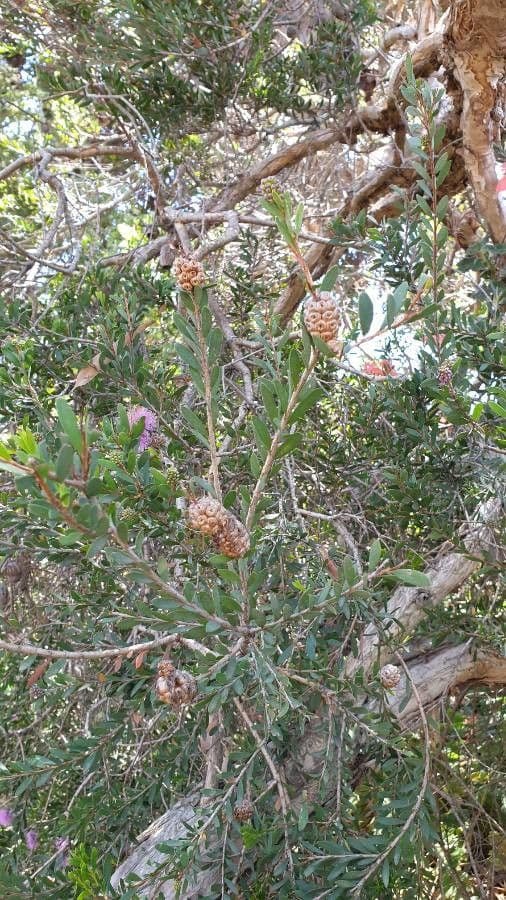 Melaleuca 28