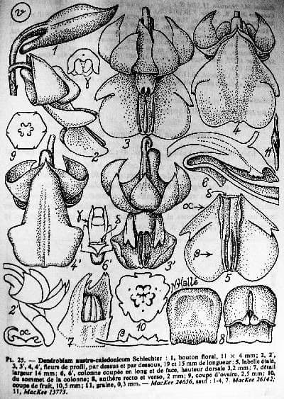 Dendrobium 15