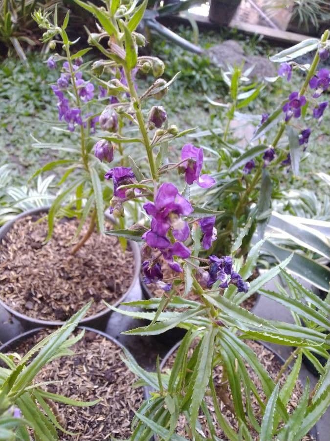 Angelonia 2