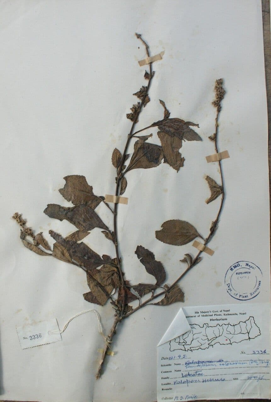 Platostoma 12