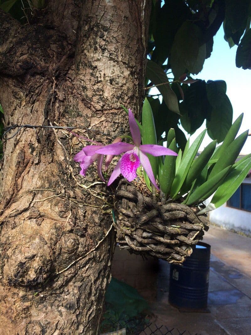 Laelia magnifica 4