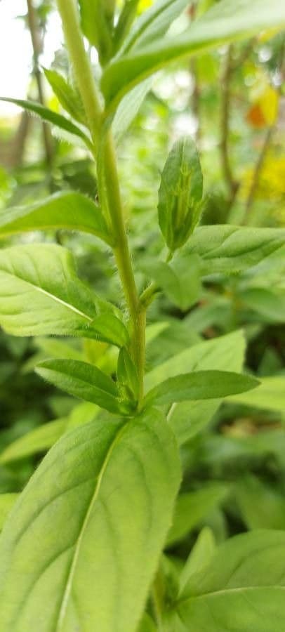 Onagra arbustiva 22