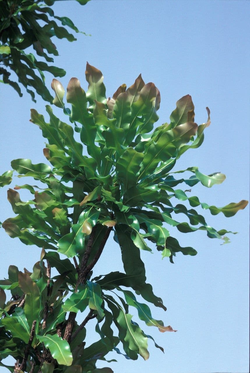 Lophira 8