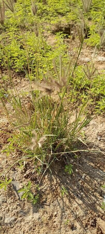 Chloris barbata 18