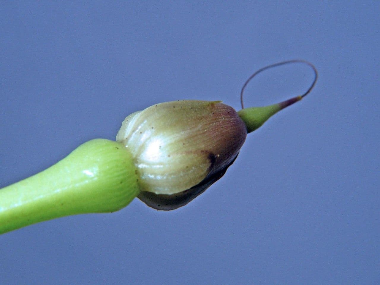 Ipomoea quamoclit