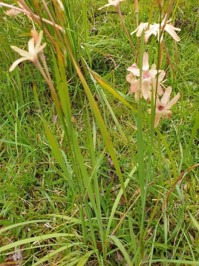 Ixia 6