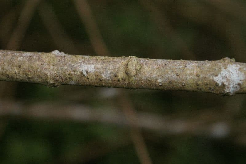 Ortica falsa pendula 21