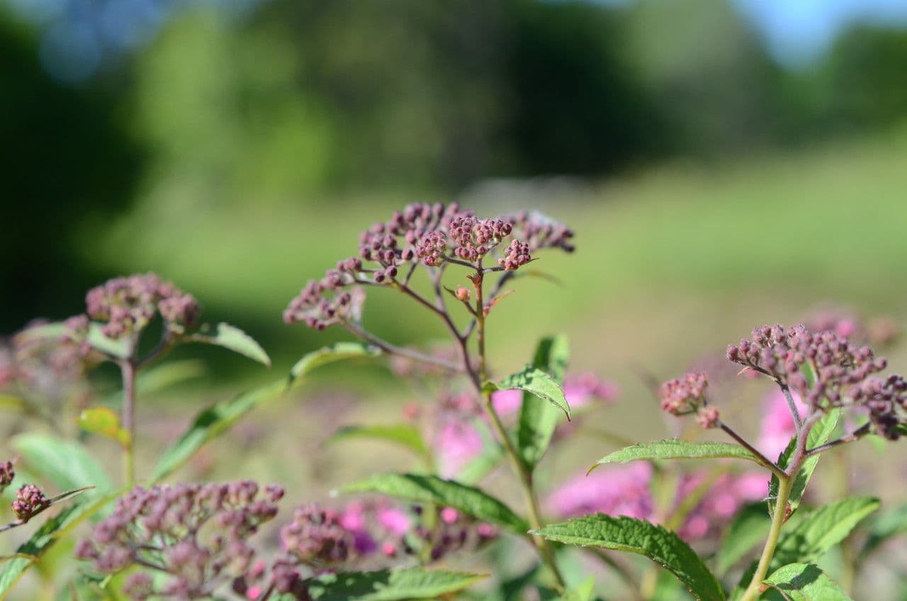 Spirea del Giappone 4