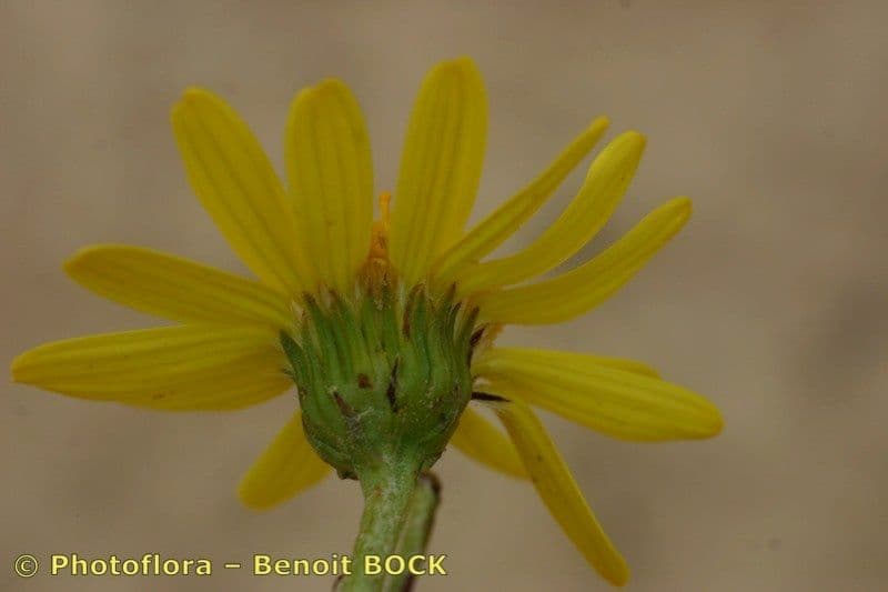 Senecione