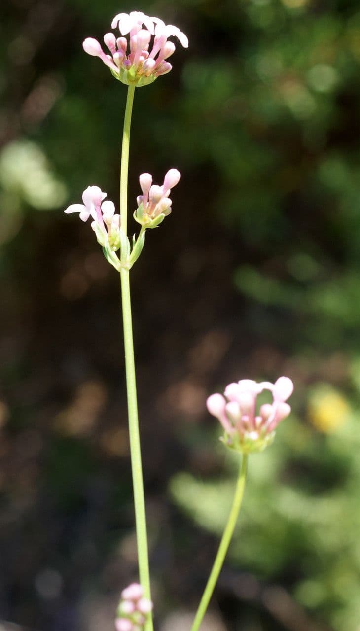 Asperula hirsuta