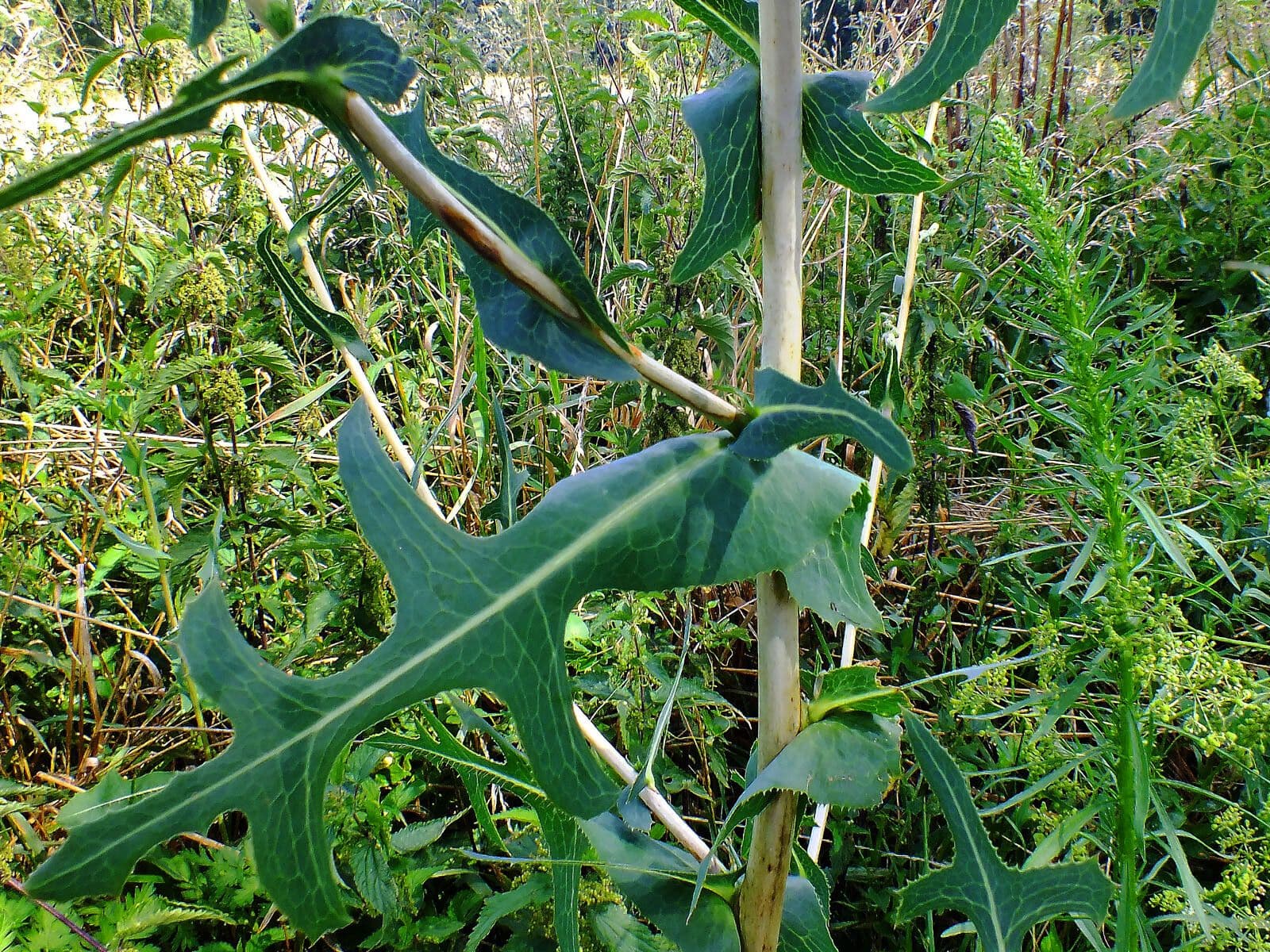 Lattuga selvatica 25