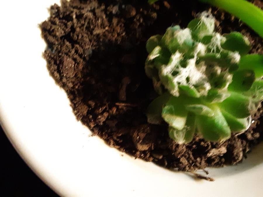 Psilocarphus brevissimus 11