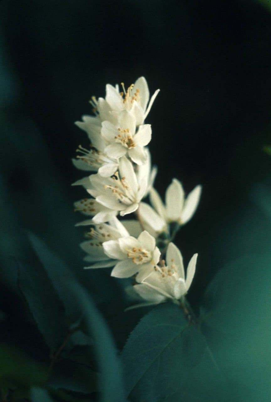Styrax americký 5