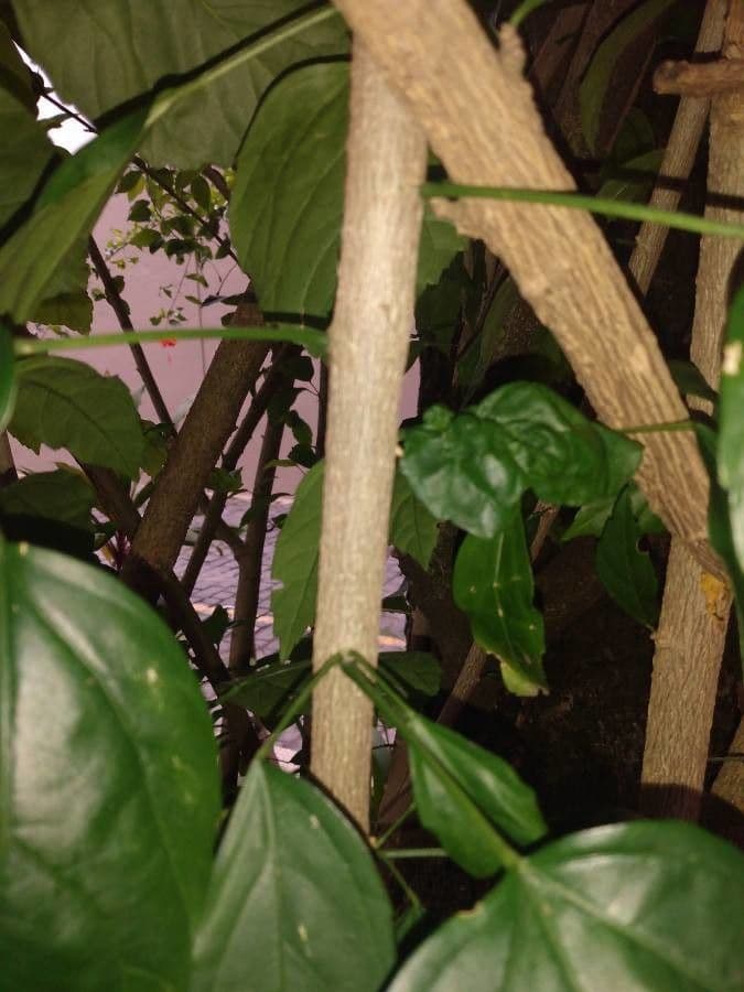 Hibiscus cispadanus 15