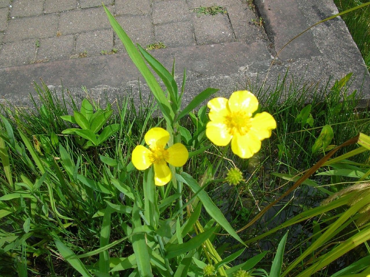 Jaskier wielki 15