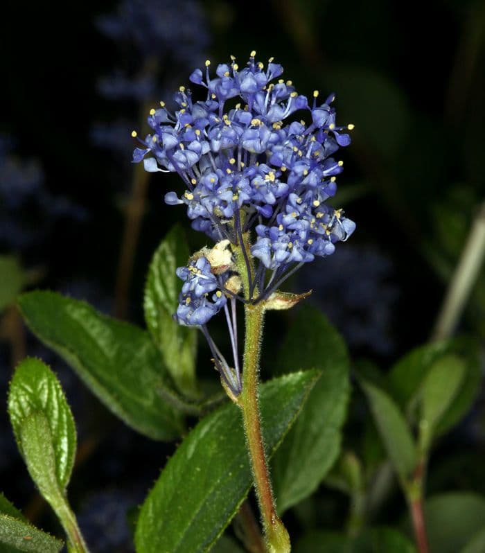 Lemmons Ceanothus 4