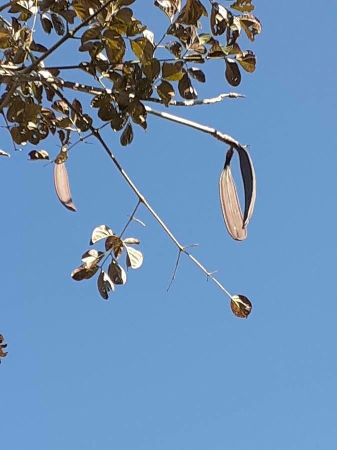 Oroxylum indiano 2