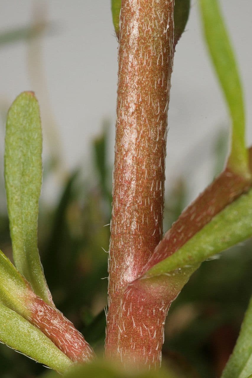 Miosotide lassa 19