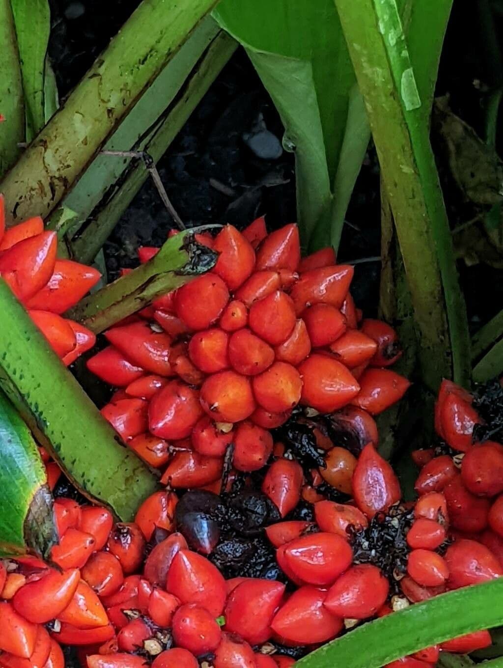 Palisota 3