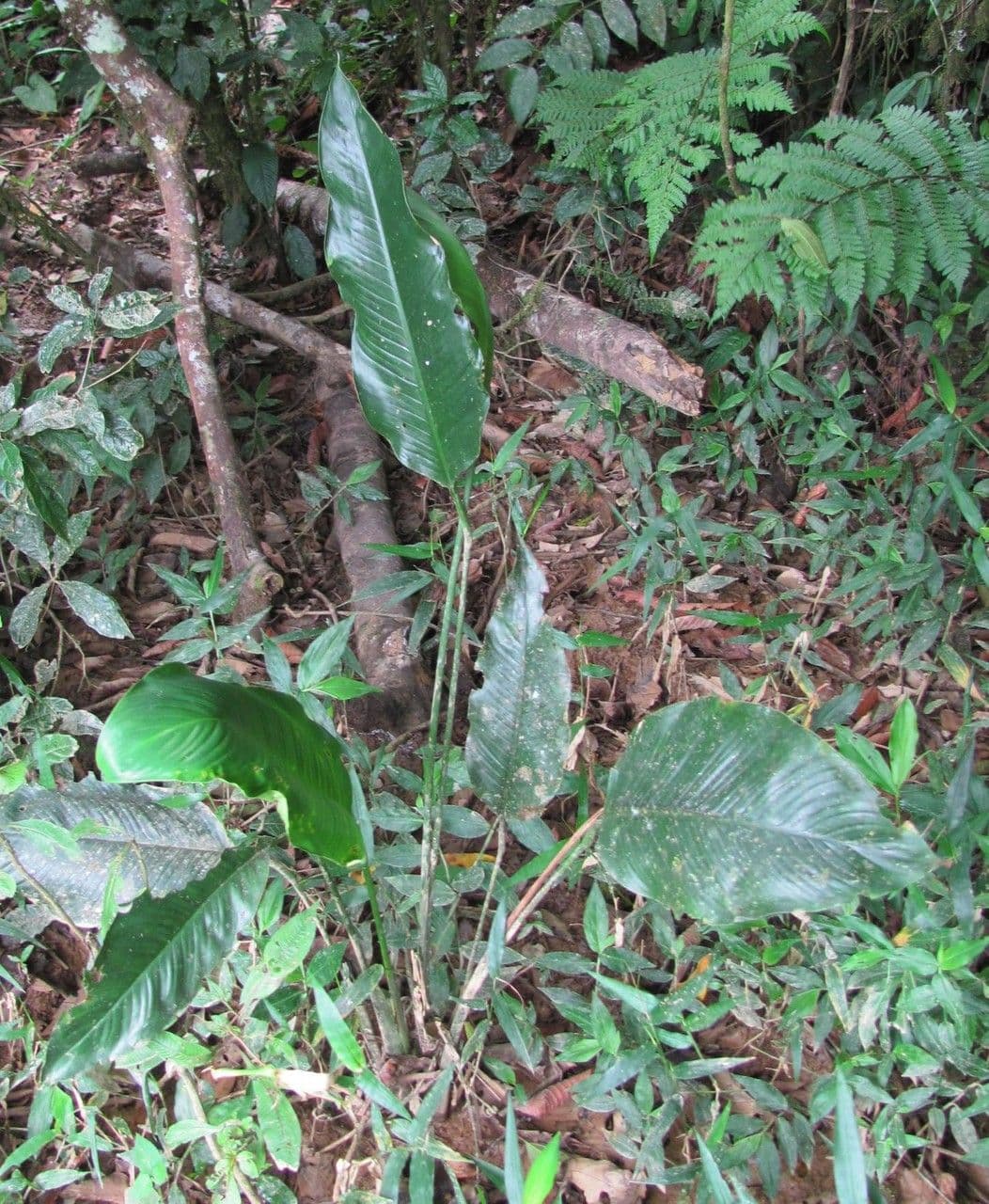 Spargelblatt 2