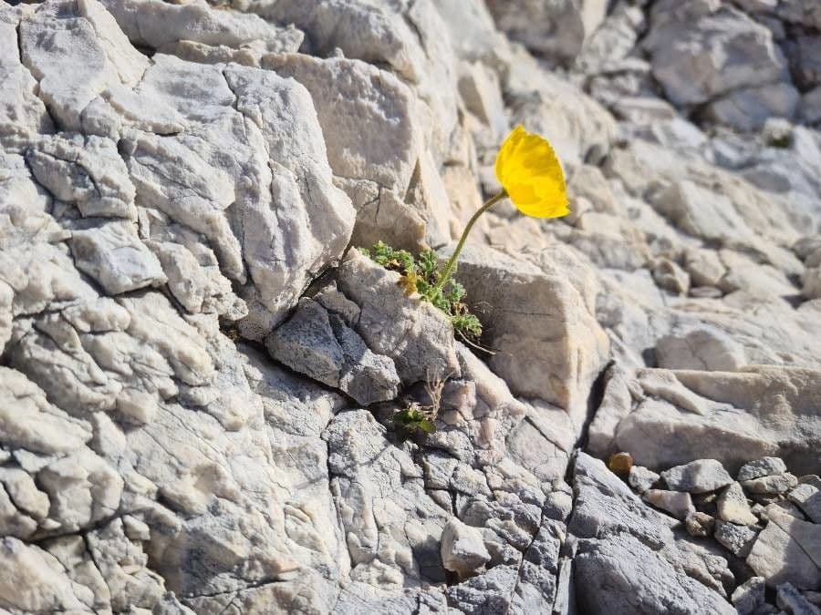 Alpen-Mohn 20