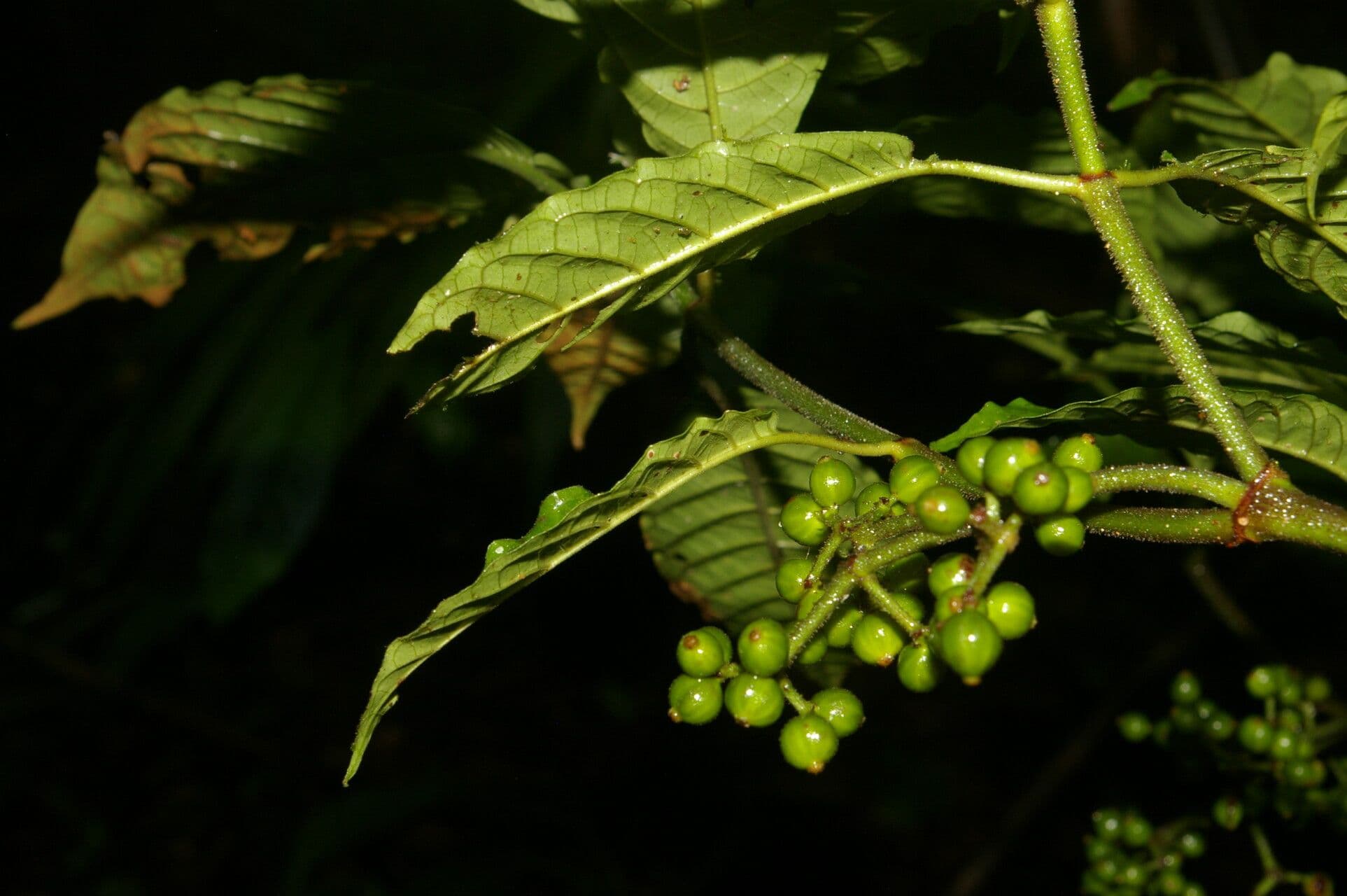 Psychotria 5
