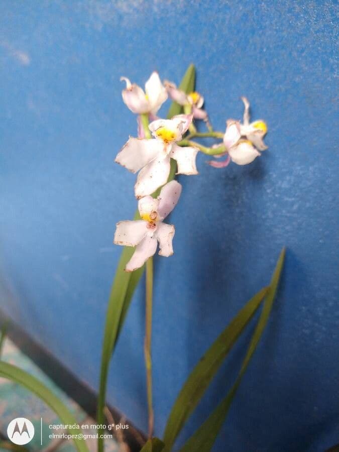 Cuitlauzina 2