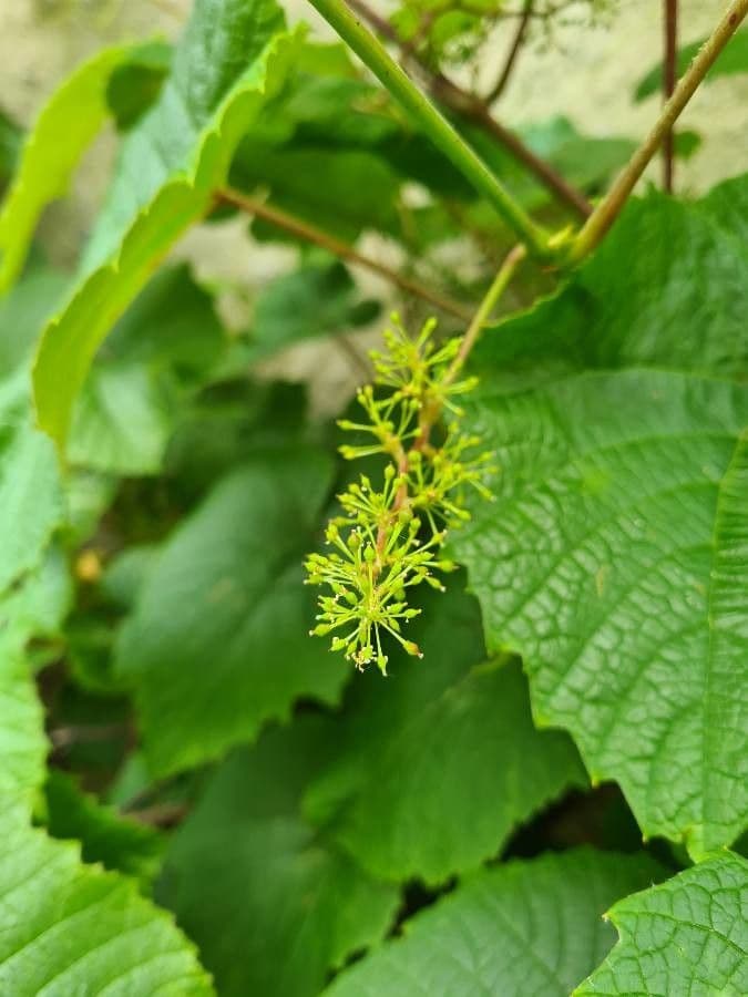 Vitis aestivalis 9