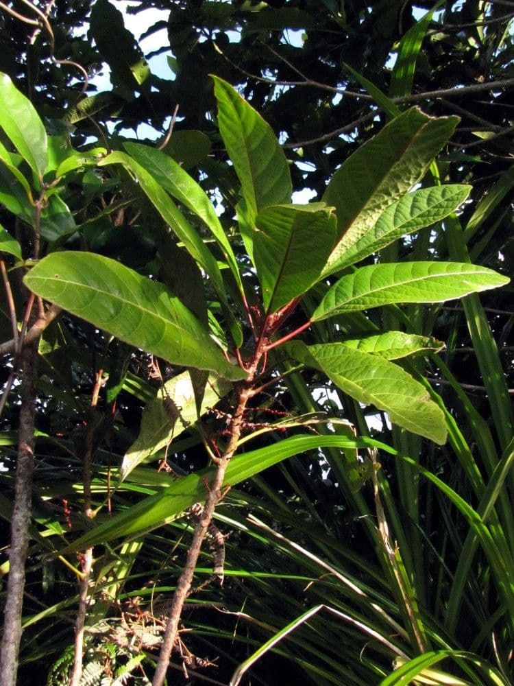 Bocquillonia goniorrhachis