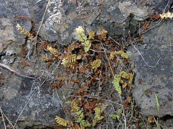 Felce delle scogliere dell'Oregon 3