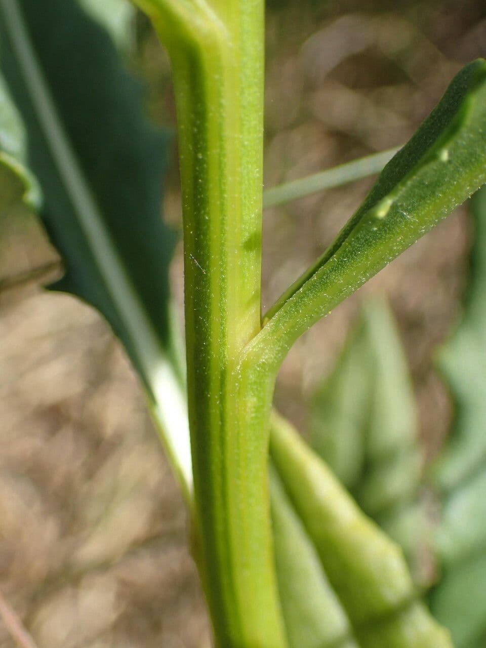 Greiskraut 20