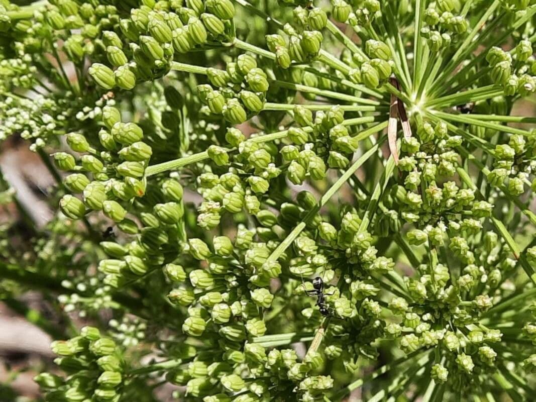 Ligusticum 2