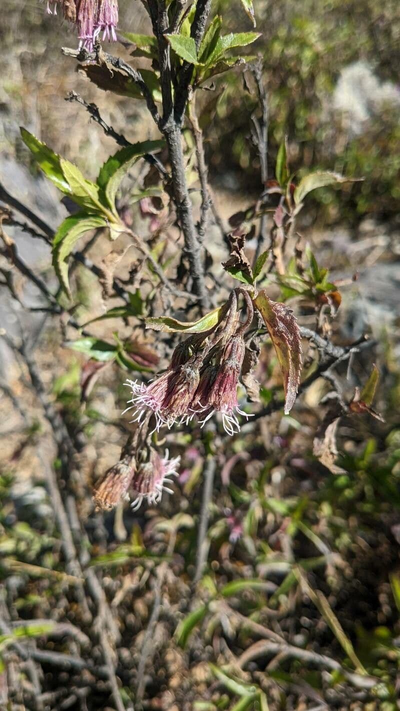 Chromolaena 4