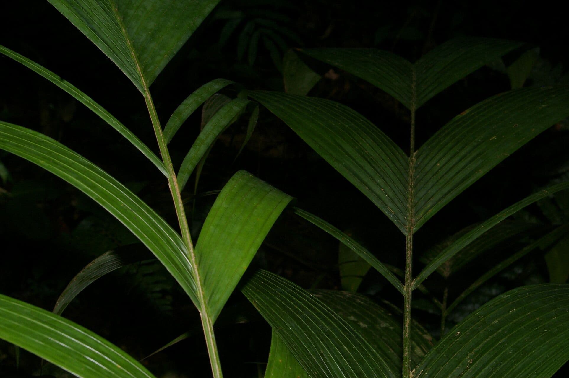 Ubim-Palme 12