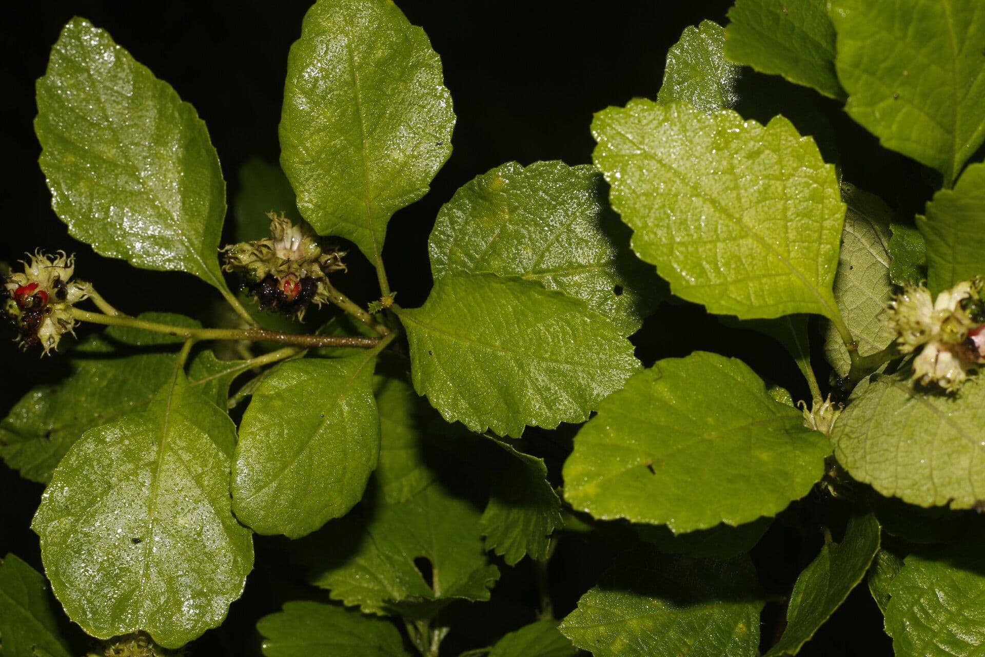 Varronia bullata 6