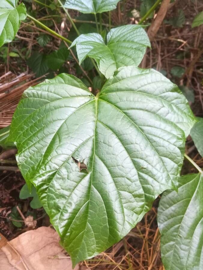 Lantana paniculata 15