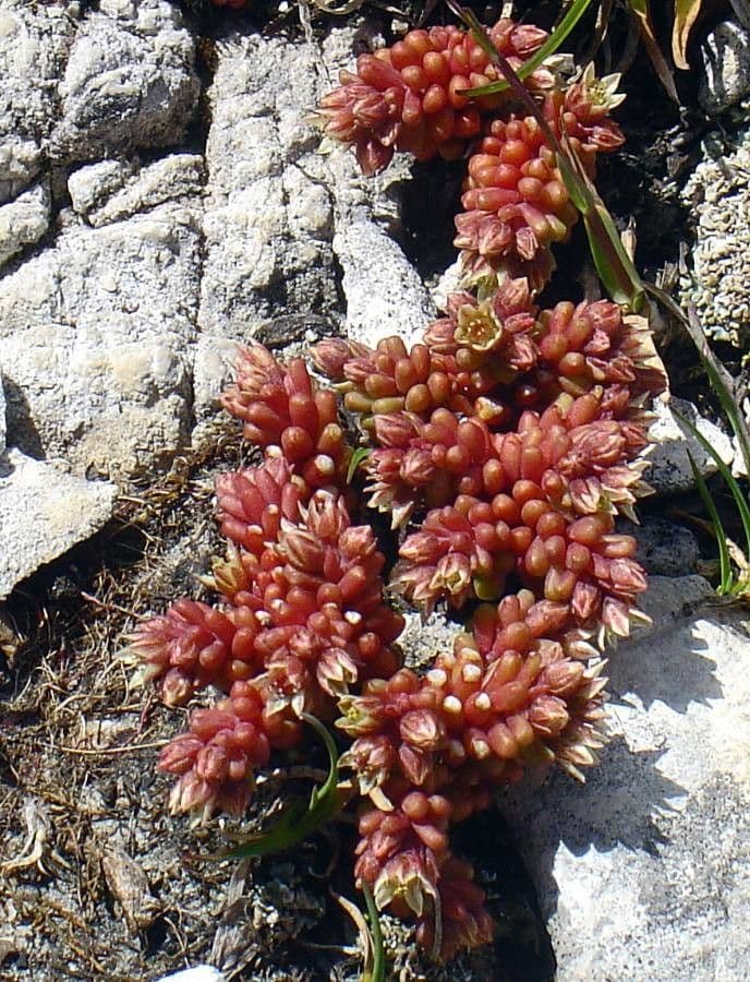 Scharfer Steinbrech 8