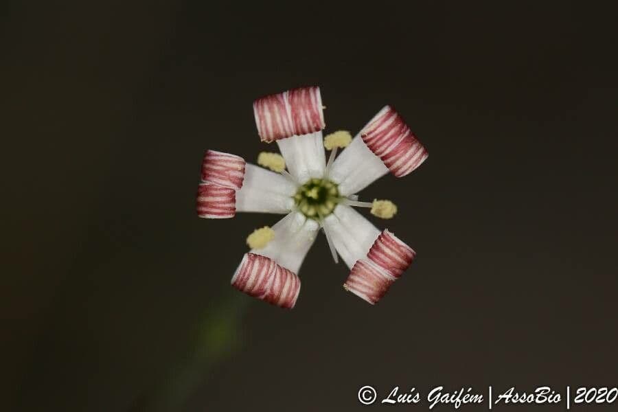 Silene portensis 4